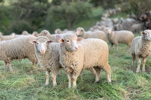 Rise together events Ltd sheep dog challenge Oxford uk