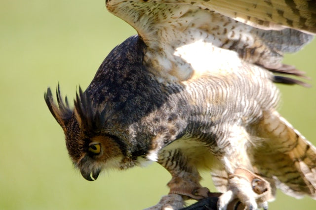 Rise together events birds of prey experience Oxford uk